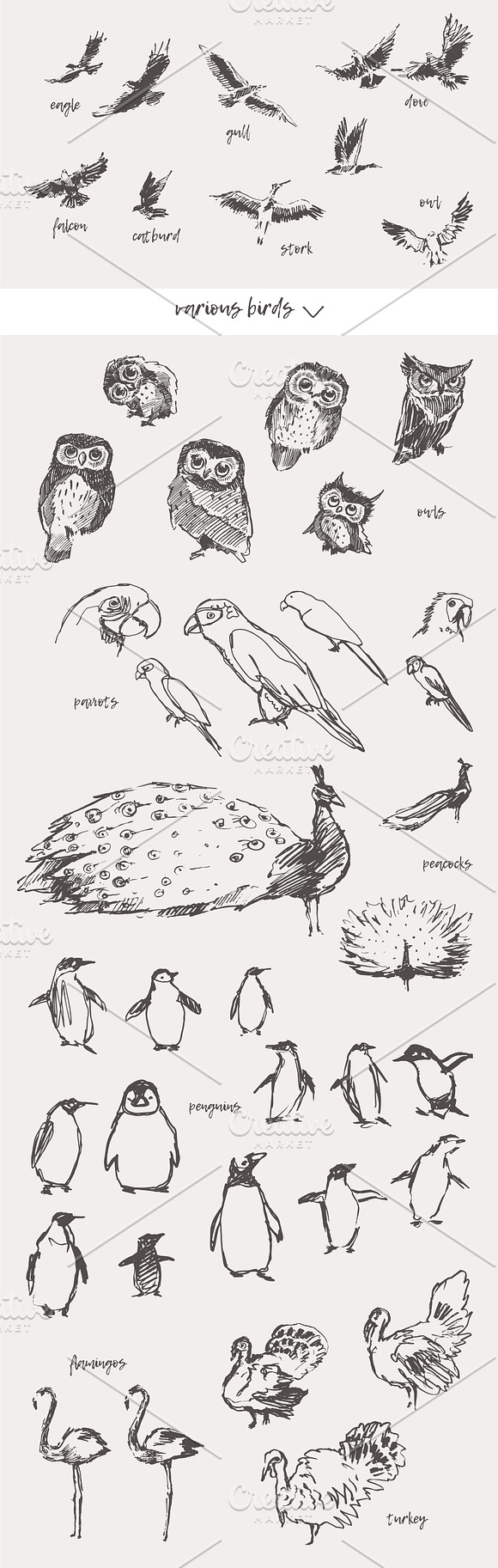 Huge collection of animals sketches in Illustrations - product preview 4