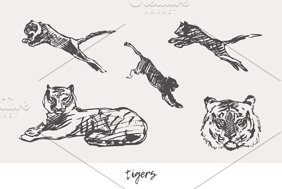 Huge collection of animals sketches in Illustrations - product preview 15
