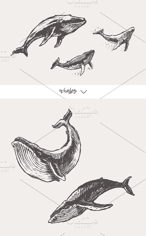 Huge collection of animals sketches in Illustrations - product preview 16