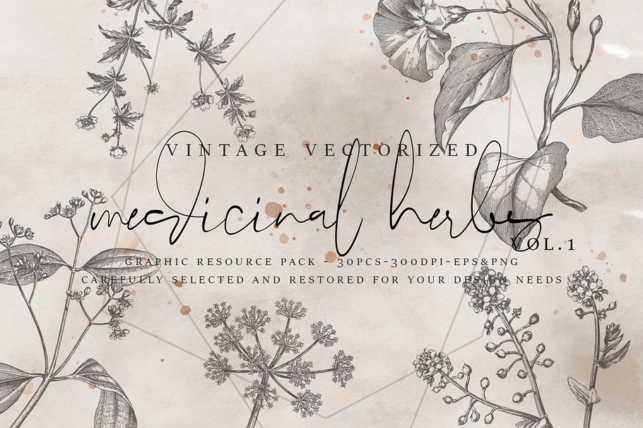 VintageVectorized- Herbs Clipart