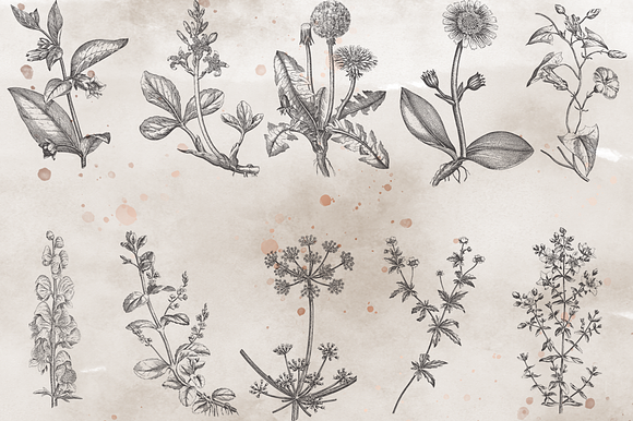 VintageVectorized- Herbs Clipart in Illustrations - product preview 1