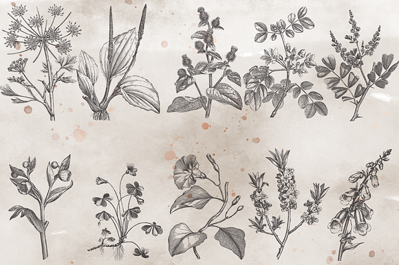 VintageVectorized- Herbs Clipart in Illustrations - product preview 2