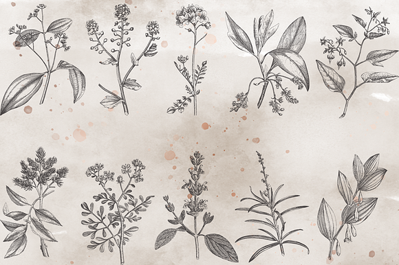 VintageVectorized- Herbs Clipart in Illustrations - product preview 3