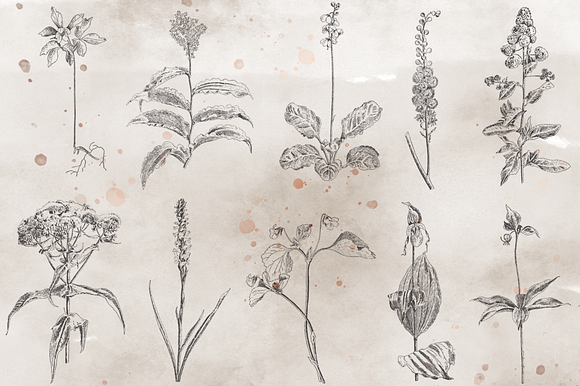 VintageVectorized-Wildflower Clipart in Illustrations - product preview 1