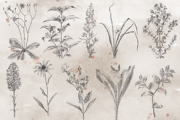 VintageVectorized-Wildflower Clipart in Illustrations - product preview 2