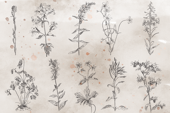VintageVectorized-Wildflower Clipart in Illustrations - product preview 3