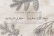 VintageVectorized-Conifers Clipart