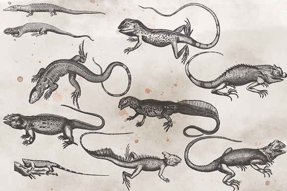 VintageVectorized-Lizards Clipart in Illustrations - product preview 1