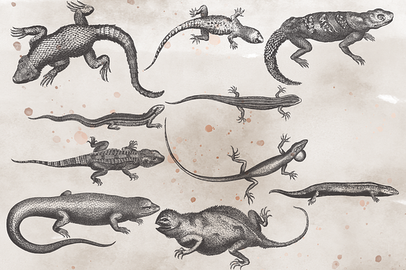VintageVectorized-Lizards Clipart in Illustrations - product preview 2