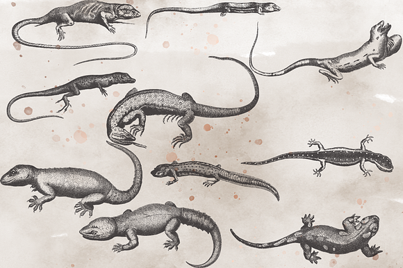 VintageVectorized-Lizards Clipart in Illustrations - product preview 3