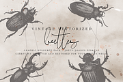 VintageVectorized-Beetles Clipart