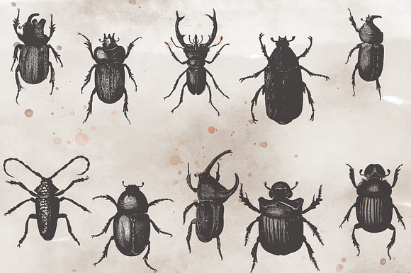 VintageVectorized-Beetles Clipart in Illustrations - product preview 2