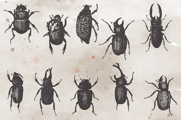 VintageVectorized-Beetles Clipart in Illustrations - product preview 3