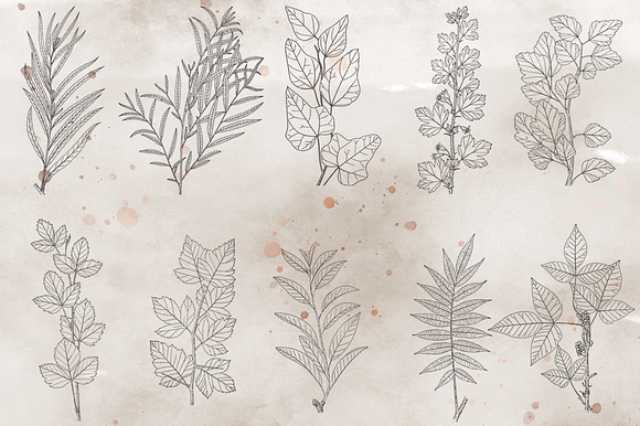VintageVectorized-Leaves2 Clipart in Illustrations - product preview 1