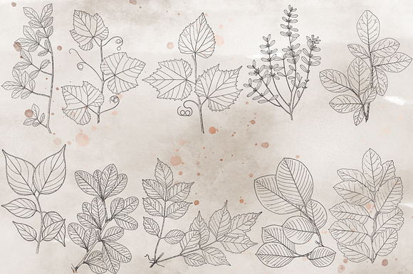 VintageVectorized-Leaves2 Clipart in Illustrations - product preview 2