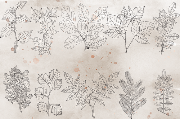 VintageVectorized-Leaves2 Clipart in Illustrations - product preview 3