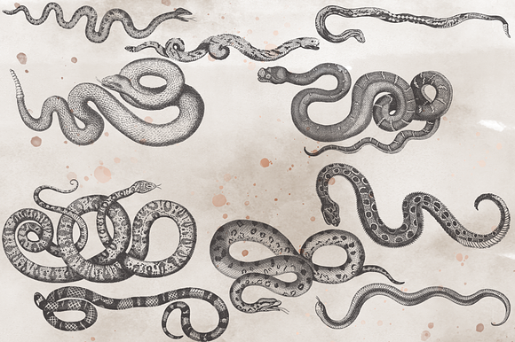 VintageVectorized-Snakes Clipart in Illustrations - product preview 1