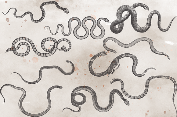 VintageVectorized-Snakes Clipart in Illustrations - product preview 2