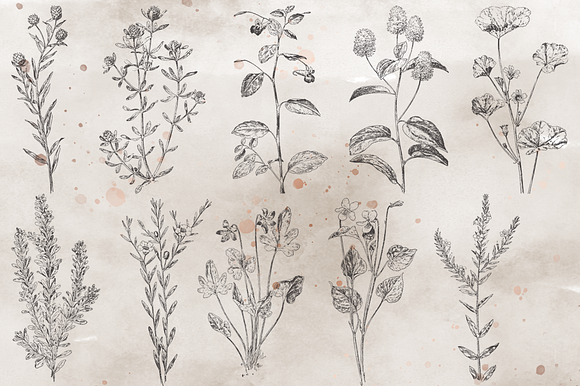 VintageVectorized-Wildflower Clipart in Illustrations - product preview 2