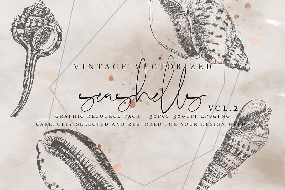 VintageVectorized-Seashells2 Clipart in Illustrations - product preview 8