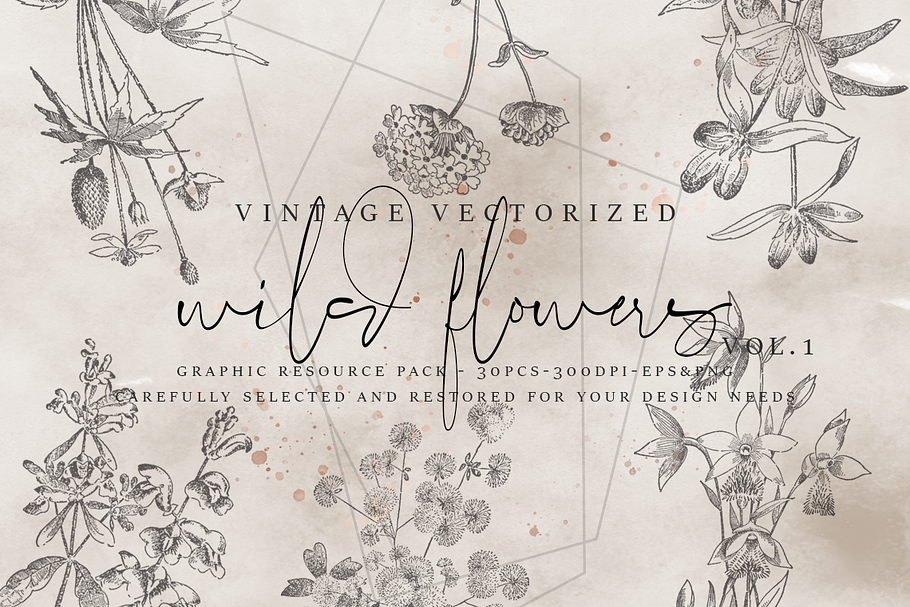 VintageVectorized-Wildflower Clipart in Illustrations - product preview 8