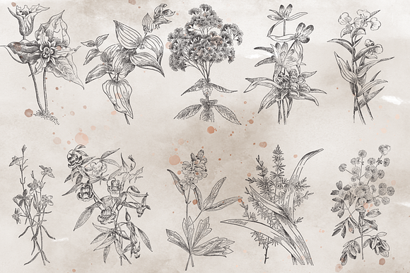 VintageVectorized-Wildflower Clipart in Illustrations - product preview 3