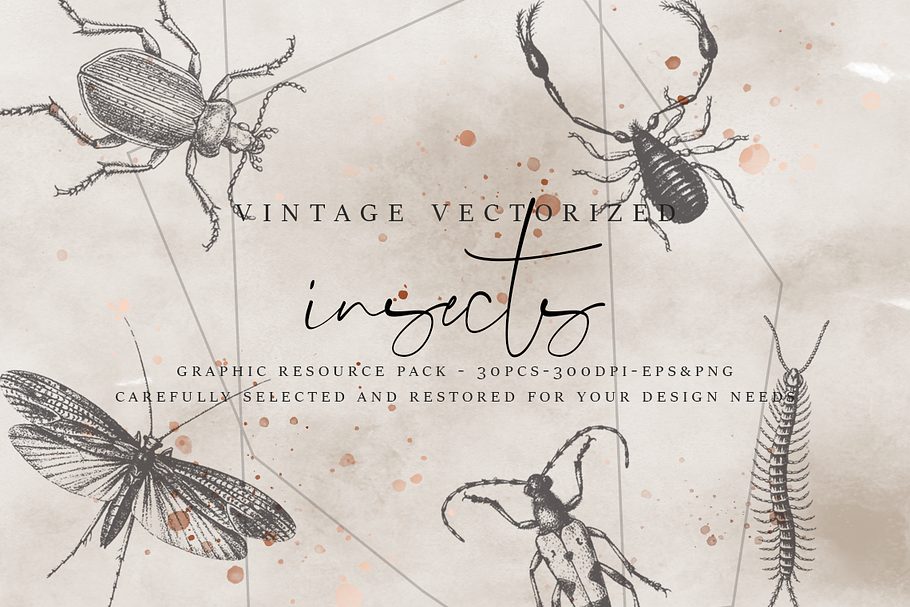 VintageVectorized-Insects Clipart