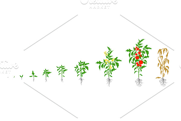 Tomato plant. Growth stages.