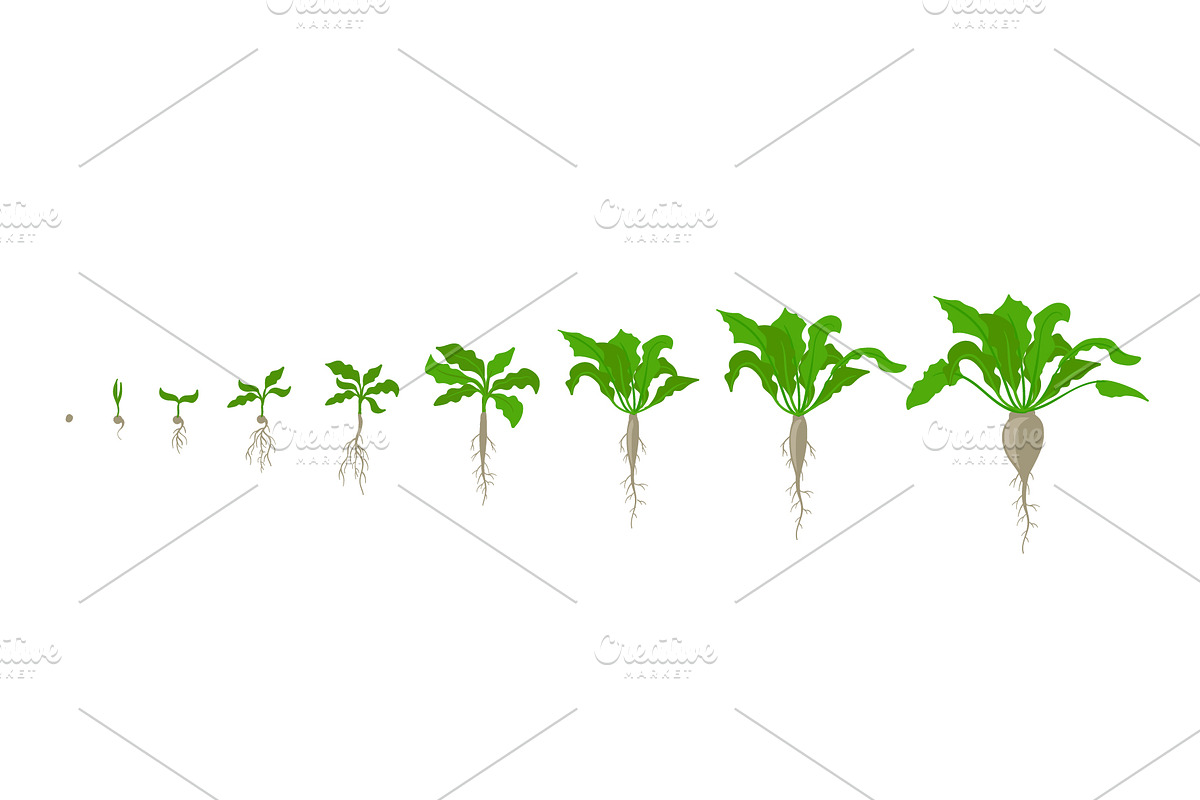 Sugar beet plant. Growth stages. in Illustrations - product preview 8