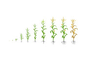 Maize plant. Corn growth stages.