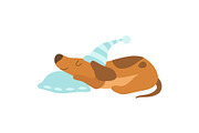 Cute Dachshund Dog Animal Sleeping