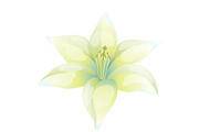 Illustration of beautiful lily on