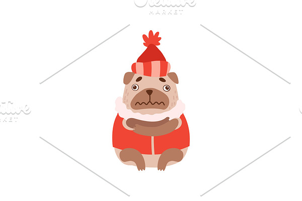 Cute Pug Dog in Warm Clothes, Funny