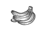 Banana fruit sketch engraving vector