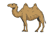 Camel color sketch engraving