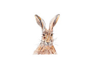 Watercolor Hare Clipart
