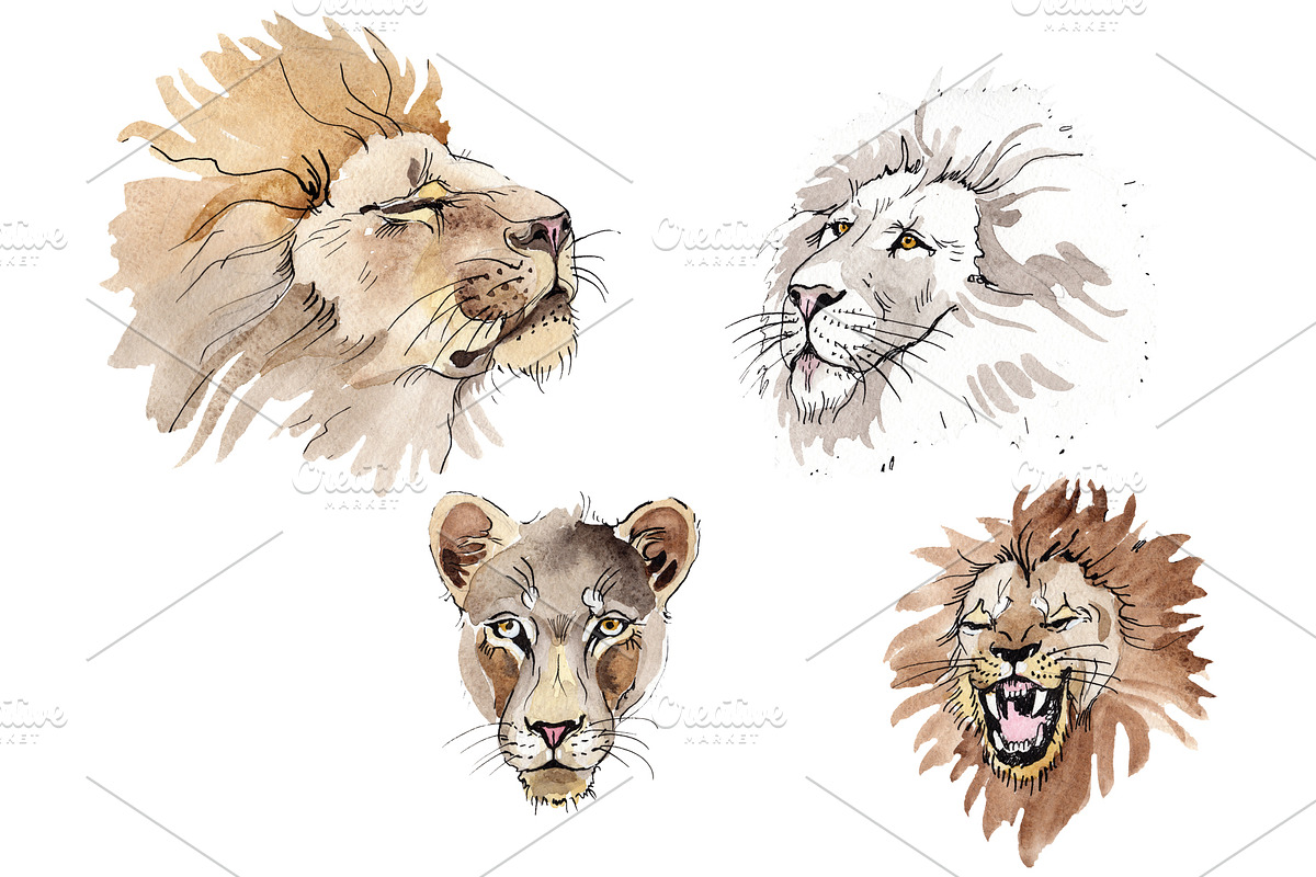 Animal: Lion Watercolor png in Illustrations - product preview 8