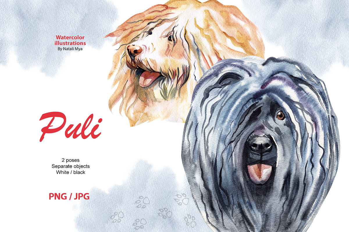 Watercolor dog - Puli in Illustrations - product preview 8