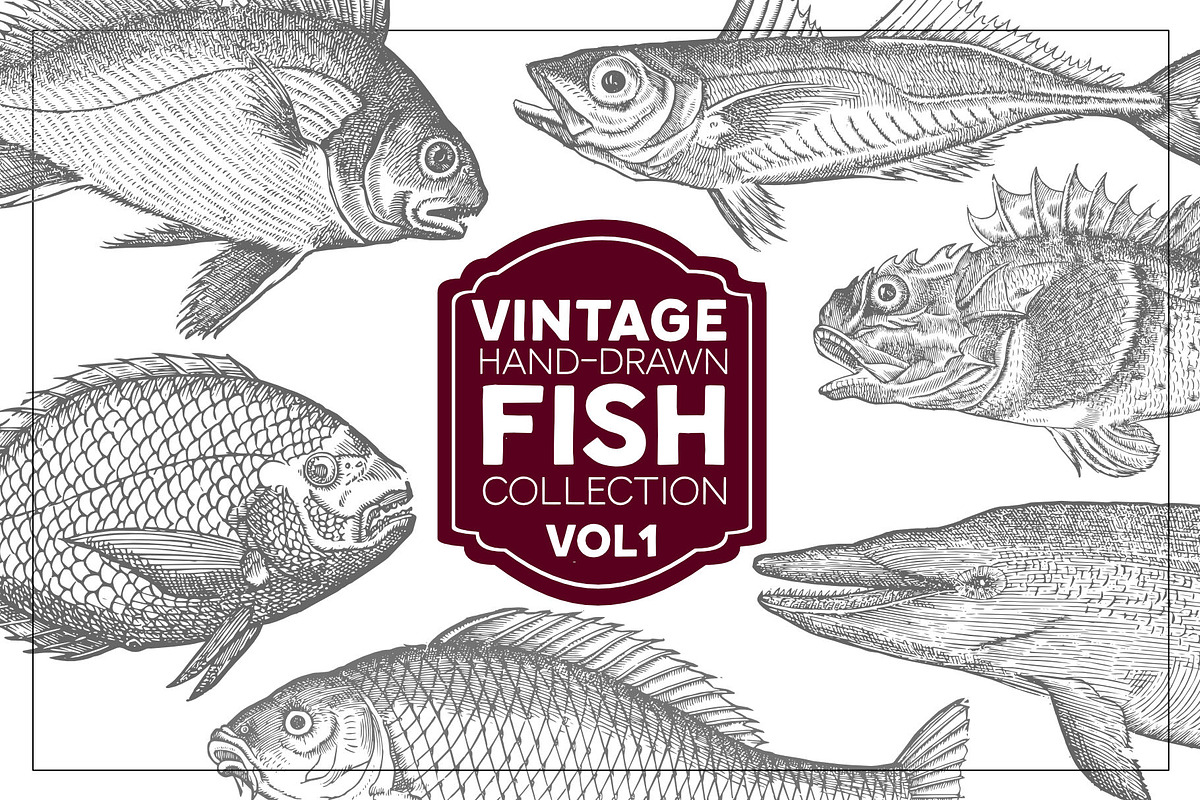 Vintage Fish Collection - vol1 in Illustrations - product preview 8
