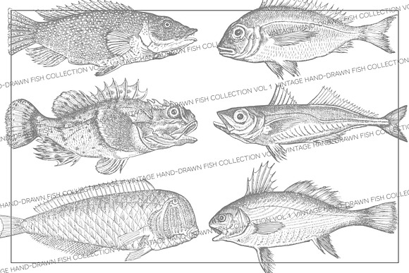 Vintage Fish Collection - vol1 in Illustrations - product preview 1