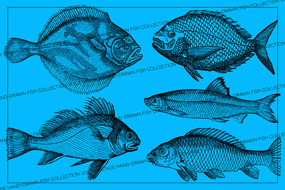 Vintage Fish Collection - vol1 in Illustrations - product preview 2