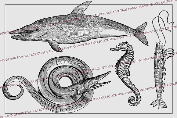 Vintage Fish Collection - vol1 in Illustrations - product preview 3