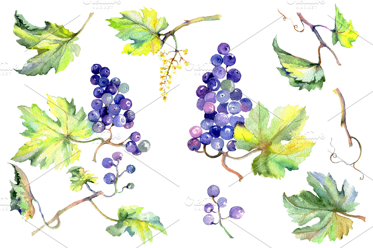 Grapes Watercolor png in Illustrations - product preview 8