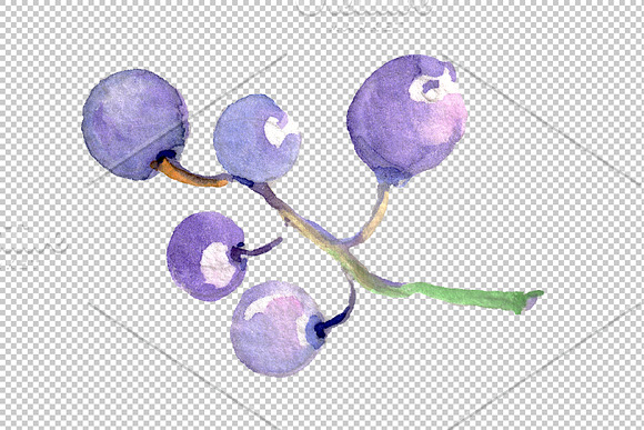 Grapes Watercolor png in Illustrations - product preview 5