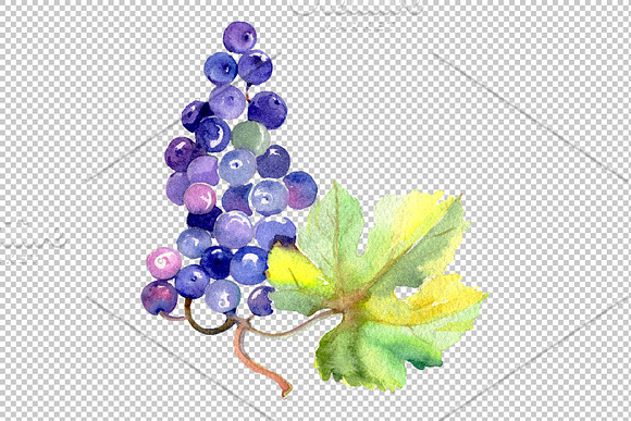 Grapes Watercolor png in Illustrations - product preview 7
