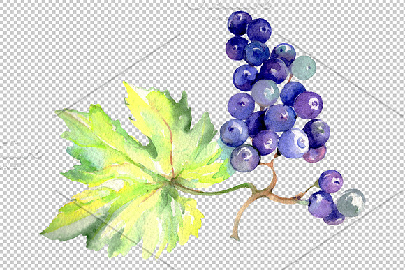 Grapes Watercolor png in Illustrations - product preview 8
