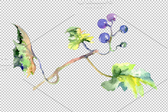 Grapes Watercolor png in Illustrations - product preview 9
