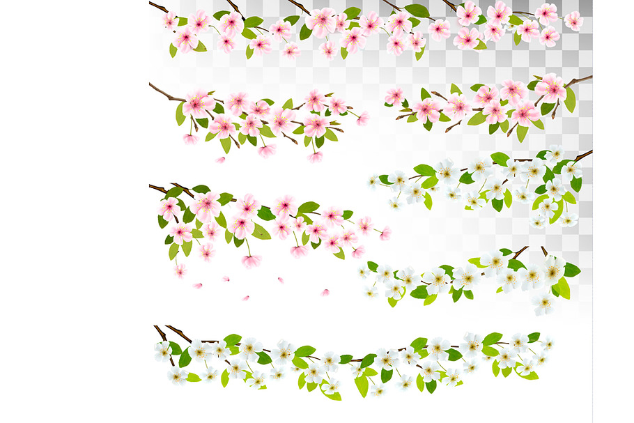 Several blossom of cherry and sakura