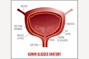 Bladder Anatomy Image
