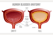 Bladder Anatomy scheme